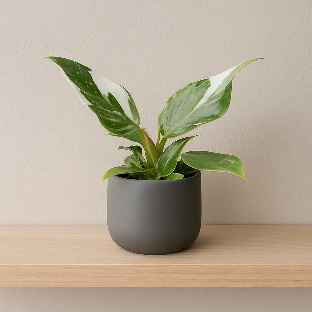 Philodendron White Princess House Plant 6cm Pot