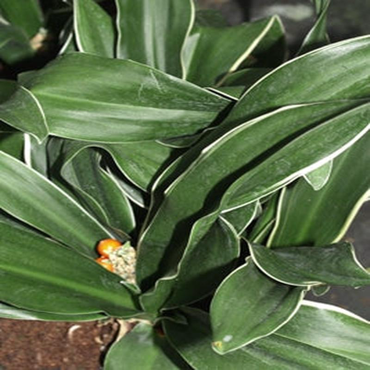ROHDEA JAPONICA MIYAKONOJO
