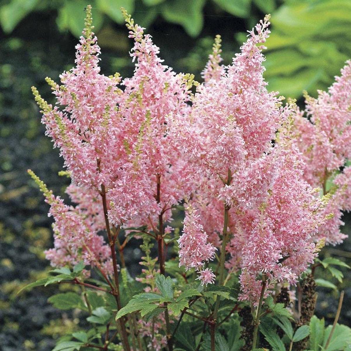 Astilbe Younique Salmon