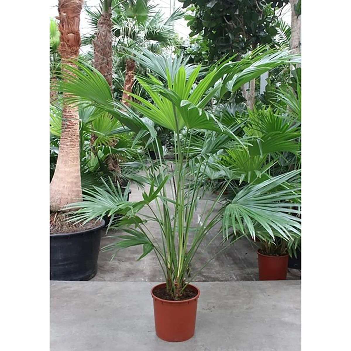 210  230cm XXL Livistona Chinensis 34cm Pot 3 Plants in Pot House Plant