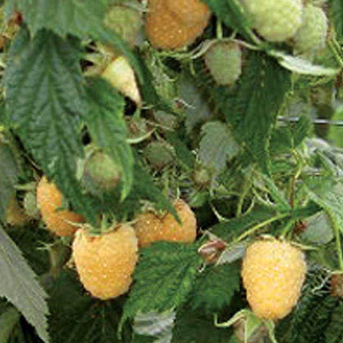 Raspberry Anne
