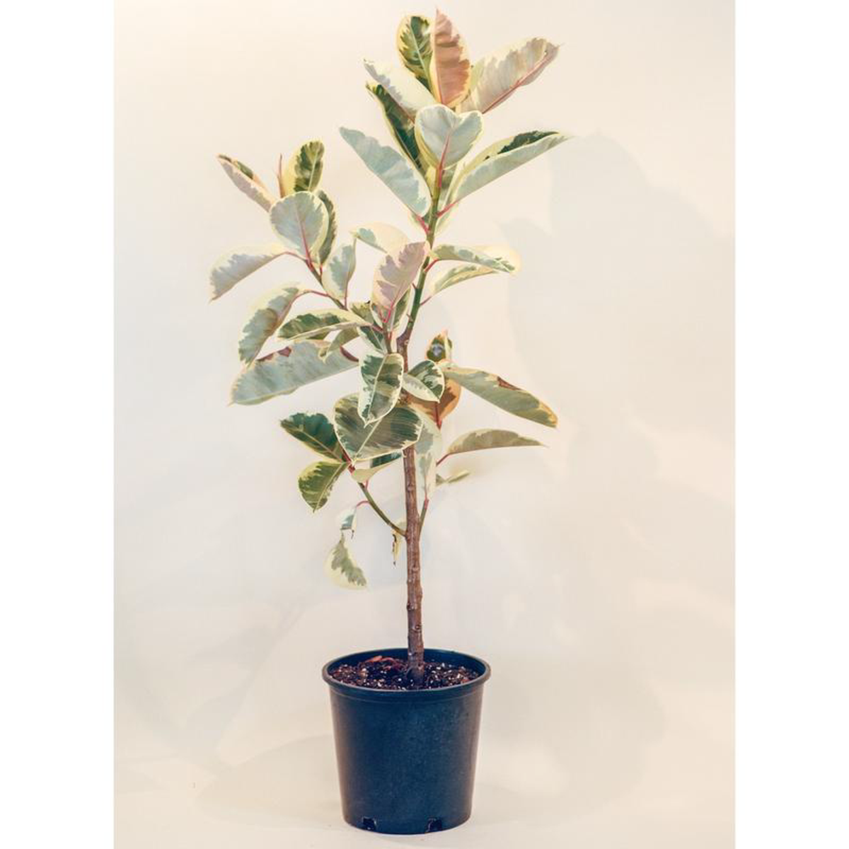 Tineke Rubber Tree: Ficus elastica  14 inch pot  5 foot tall