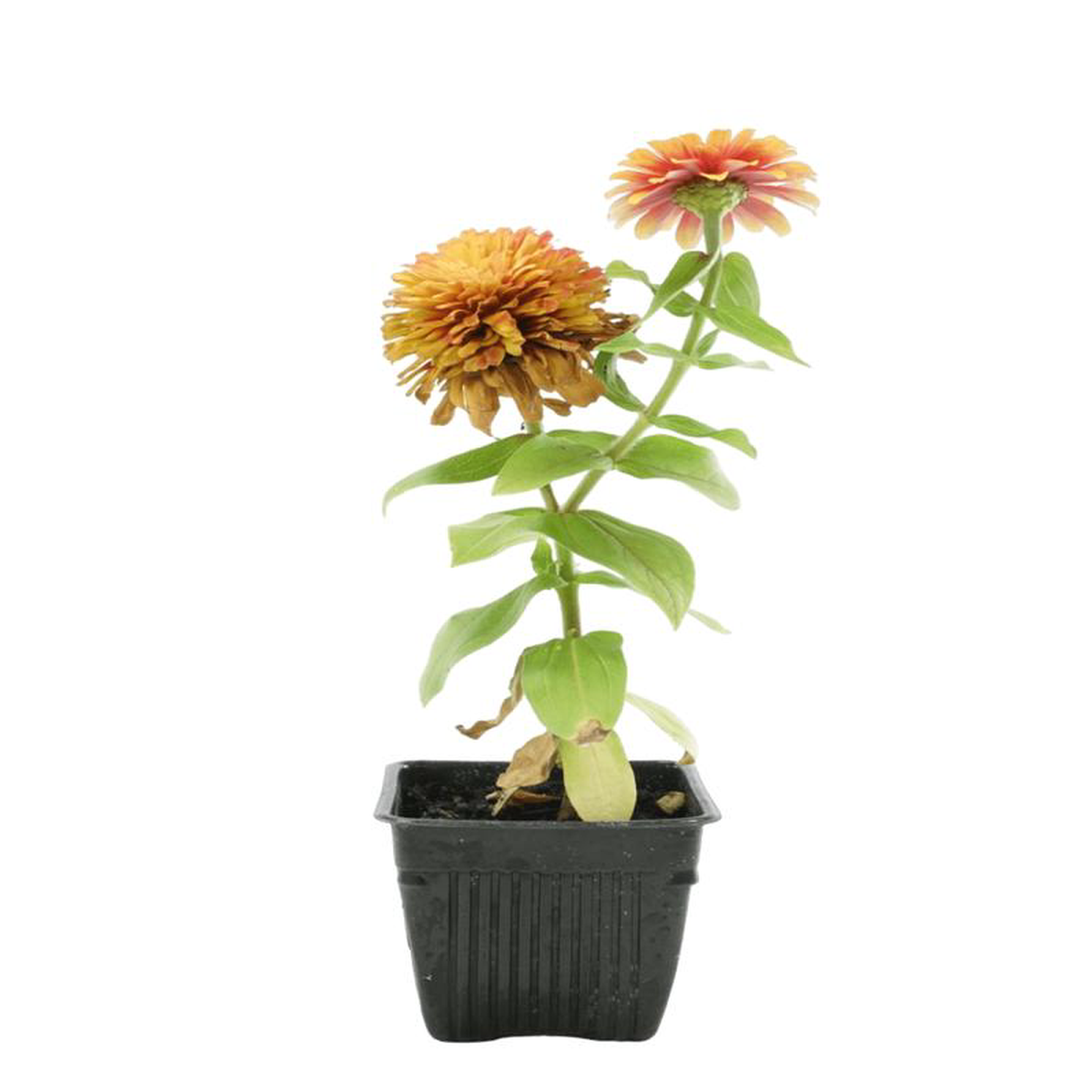 Zinnia Swizzle Mix